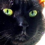 Another pic of Blacky