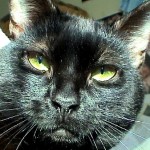 Blacky