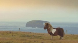 Want to see a Shetland pony called Socks do the moonwalk?