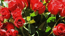 One Rose for Michael J. Jackson 2013 (Update)