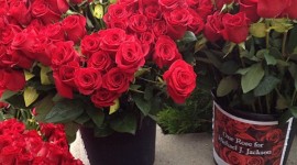 See The Roses For Michael At Forest Lawn Today 6/25/13