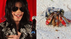 Michael Jackson Hermit Crab – Things Named After Famous People