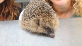 Moonwalking Hedgehog Baffled Vets