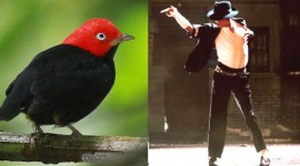 Dancing Animals With Some Serious MJ Moves & More