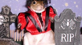 Sugar Bush: The World’s Most Photographed Squirrel!