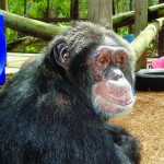 Apes_Bubbles-hi-res
