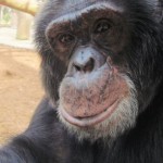 MONKEY SUIT - 'Bad' Costume Made for Michael Jackson's Pet 'Bubbles' Goes on Sale To Help Pay For His Long Term Care