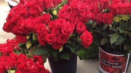 See Photos From Last Year’s OneRose4MJJ / 2013