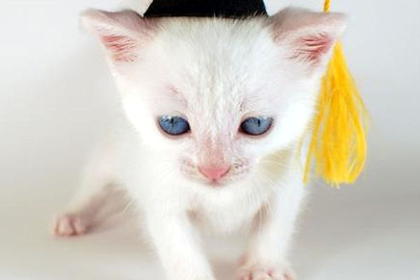 Expert-Advice-on-Arranging-Graduation-Flowerstr